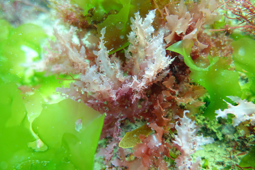Hemineura frondosa, 2018-12-07