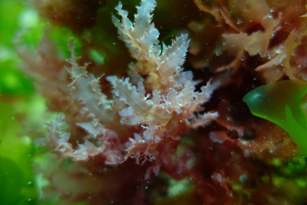 Botryocarpeae