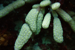 Styelidae