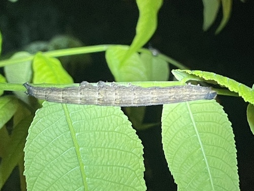 Penitent Underwing photo 5