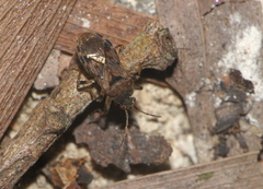 Trichodrymus pallipes