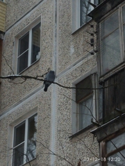 Columba livia domestica