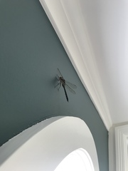 Hemicordulia armstrongi