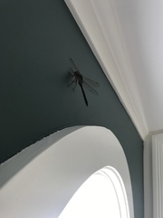 Hemicordulia armstrongi