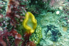 Sycozoa