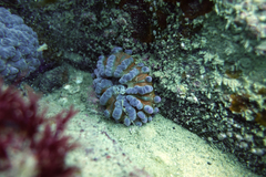 Phlyctenanthus australis