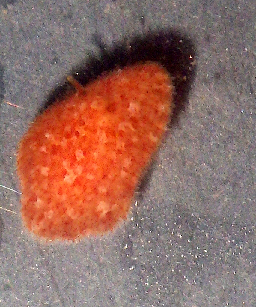 Hoploplana rosea
