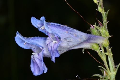 Penstemon leiophyllus var. leiophyllus