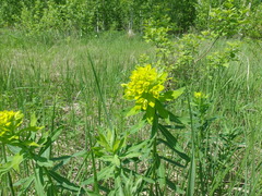 Euphorbia semivillosa