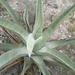 Agave asperrima potosiensis - Photo (c) María Alejandra González, some rights reserved (CC BY-NC-SA), uploaded by María Alejandra González