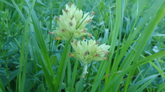 Primula veris macrocalyx