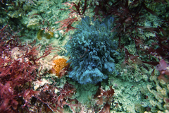 Virididentula dentata