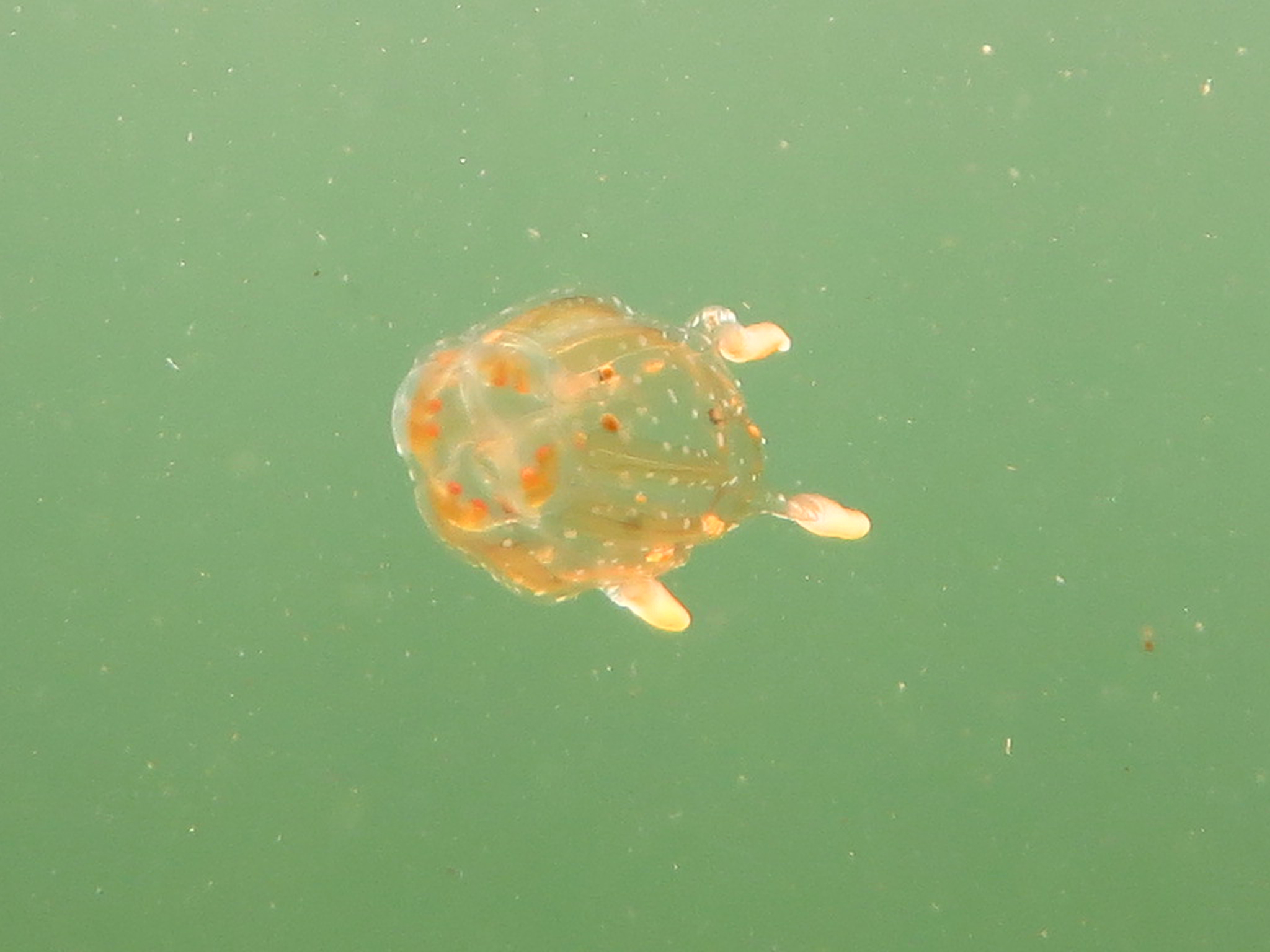 Copula sivickisi (Stiasny, 1926)