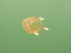 Copula sivickisi