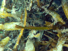 Odax pullus