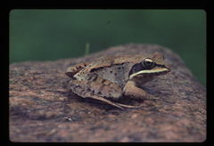 Lithobates sylvaticus image
