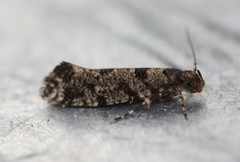 Parochmastis hilderi