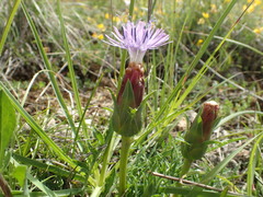 Carthamus mitissimus