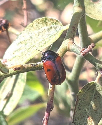 Urodera dilaticollis