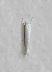 Stegommata sulfuratella