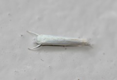 Stegommata sulfuratella