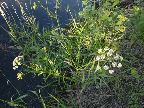 Image of Cicuta douglasii by no rights reserved