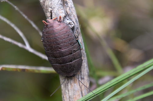 Photo of Jewelled Heath Cockroach (Polyzosteria invisa)