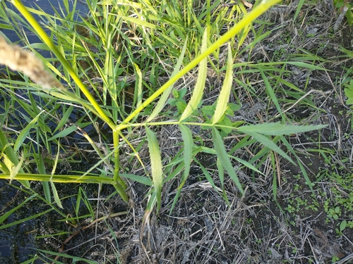 Image of Western Water Hemlock (Cicuta douglasii) by no rights reserved