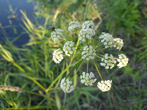 Image of Western Water Hemlock (Cicuta douglasii) by no rights reserved