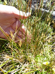 Marsippospermum gracile