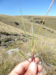 Anthoxanthum cupreum