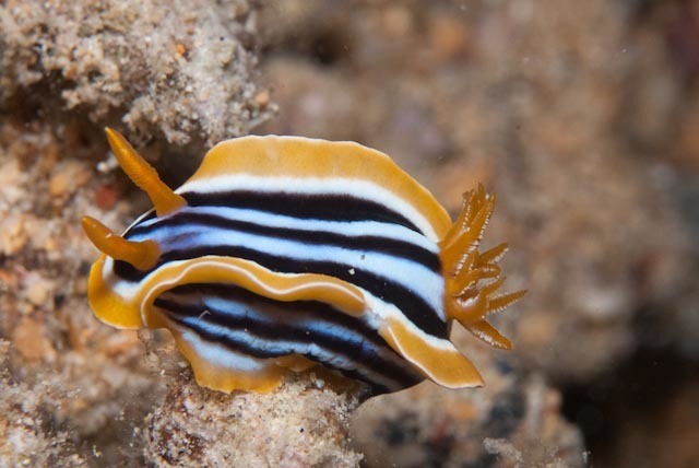 striped pyjama nudibranch