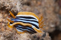 Chromodoris quadricolor