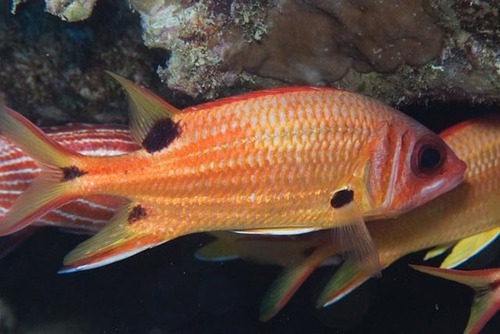 Sargocentron marisrubri