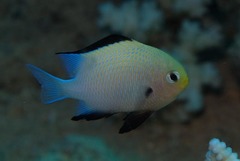 Dascyllus marginatus