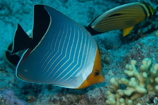 Hooded Butterflyfish