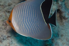 Chaetodon larvatus