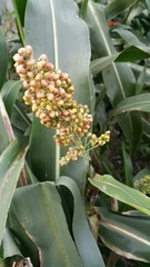 Sorghum bicolor bicolor