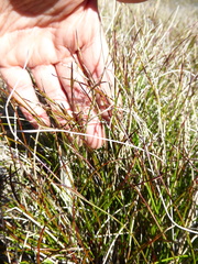 Schoenus pauciflorus