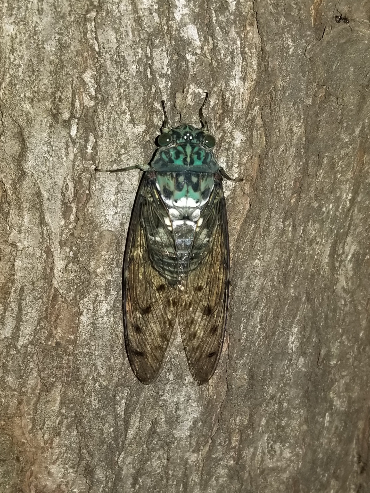 Robust Cicada (Hyalessa maculaticollis) · iNaturalist