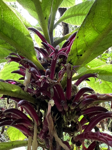 Cyanea kunthiana