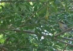 Vireo olivaceus