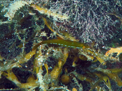Odax pullus