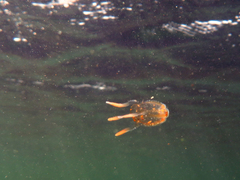 Copula sivickisi