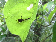 Paratrachelophorus nodicornis