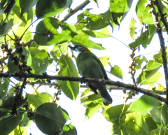 Psilopogon duvaucelii