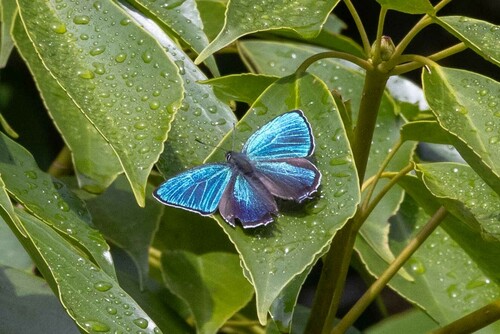 Chrysozephyrus esakii
