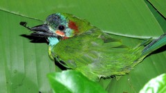 Psilopogon duvaucelii