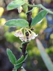 Astephanus triflorus