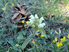 Prunella laciniata